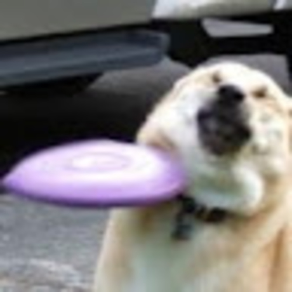 Meet your Posher, Jasmine